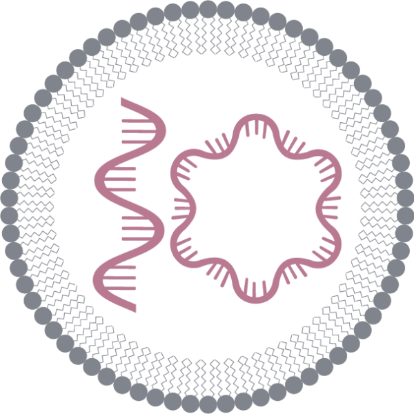 Thumbnail of the logo for Circular & Self-Amplifying RNA Therapeutics Summit